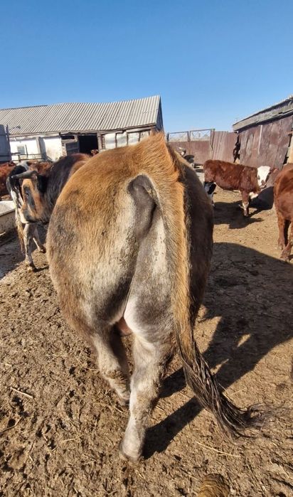 Продается бык обрак