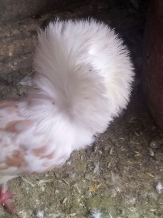 Porumbei voiajori și ornament