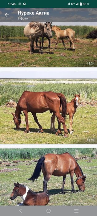 Биелер сатылады Акмола обл