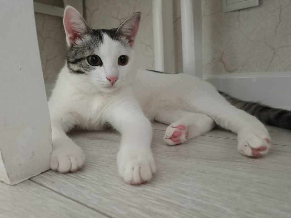Отдам котенока бесплатно