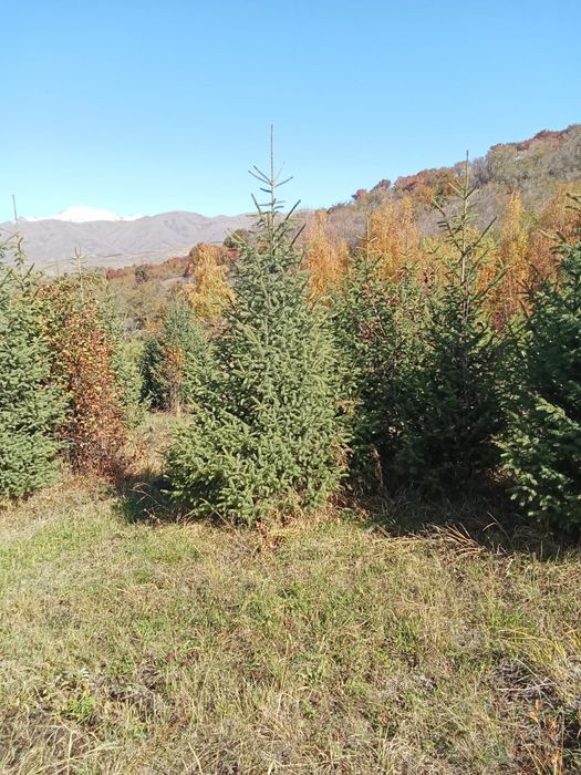 Ели, сосна, берёза, липа