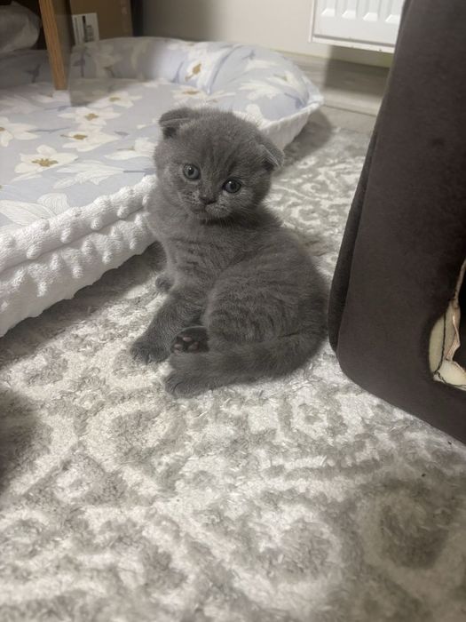 Вислоухие Британские котята