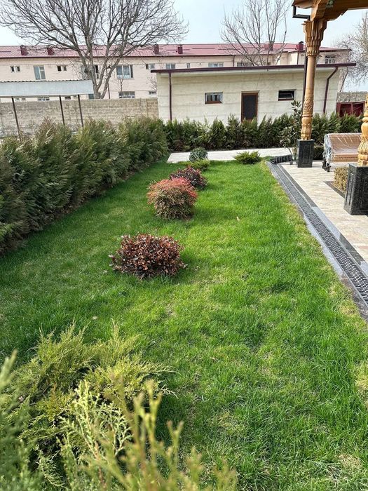 Газон готовый таййор