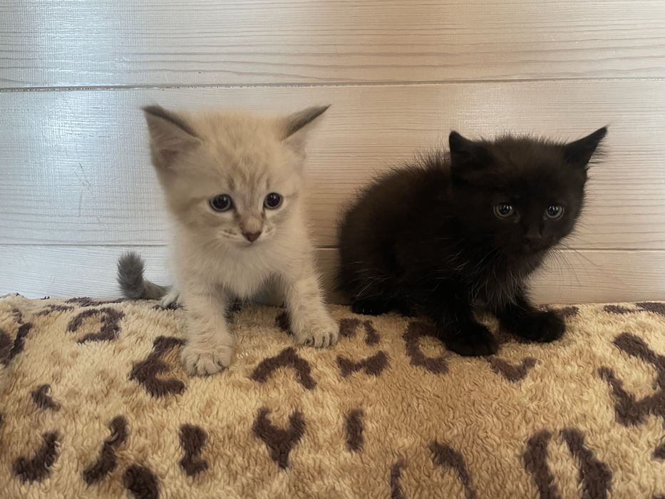 Отдам котят бесплатно