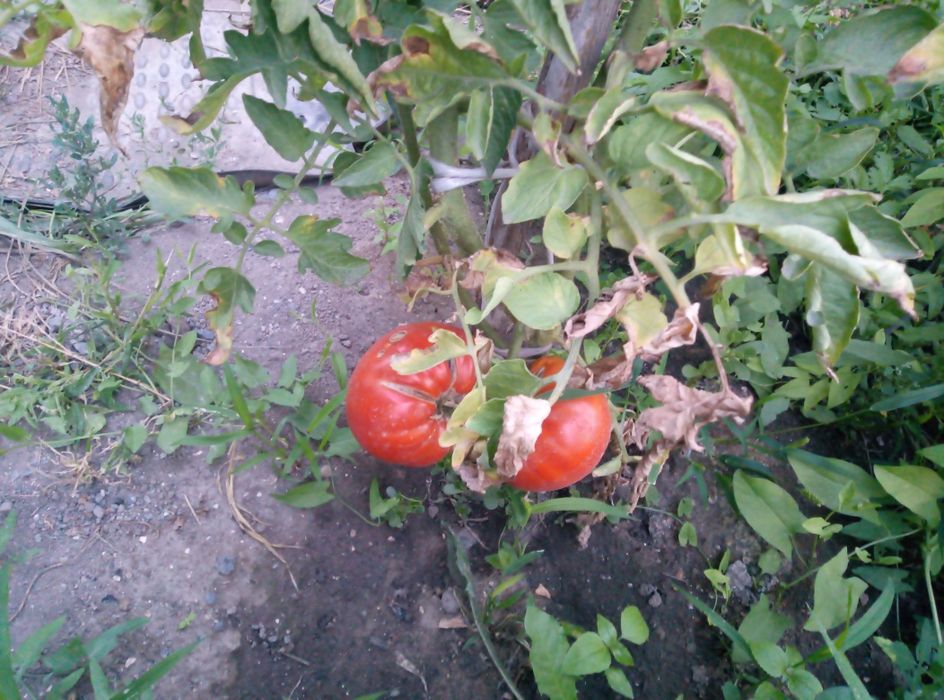Продам помидоры домашние