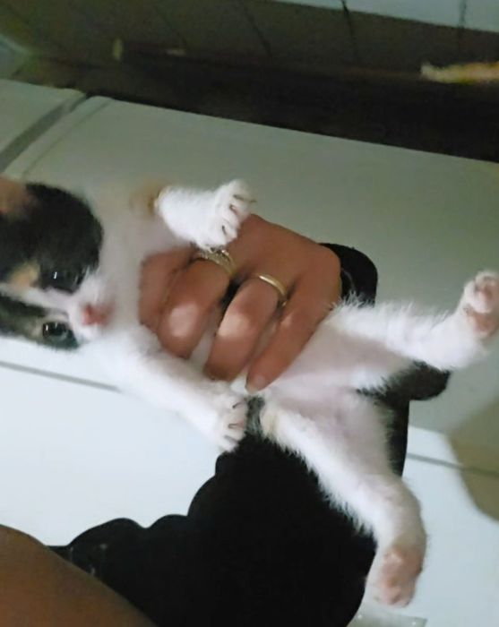 Pisici mici de adoptat
