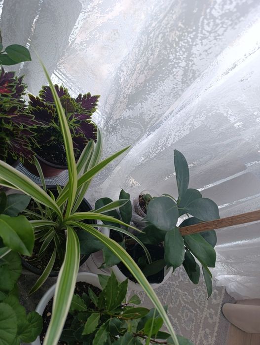 Хлорофитум- очищает воздух