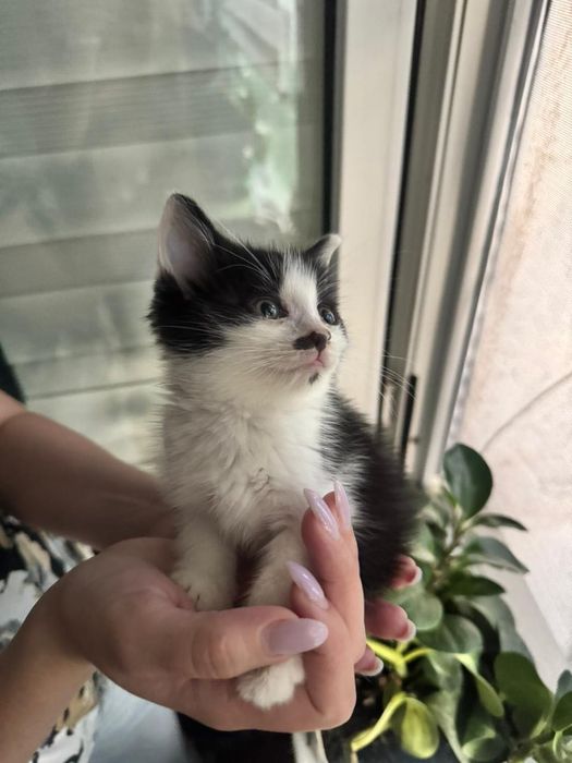 Котенок в добрые руки