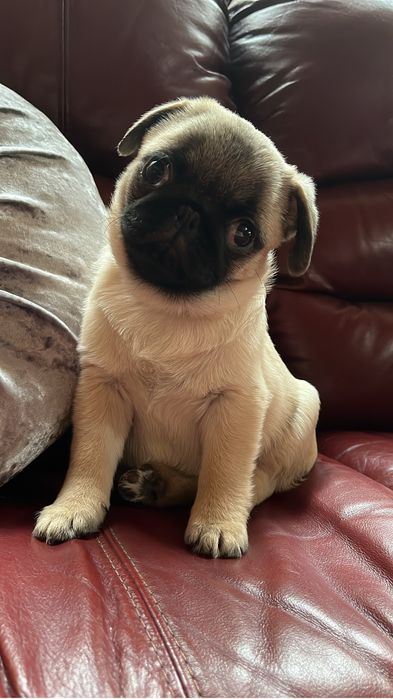 Fetita pug cu pedigree FCI