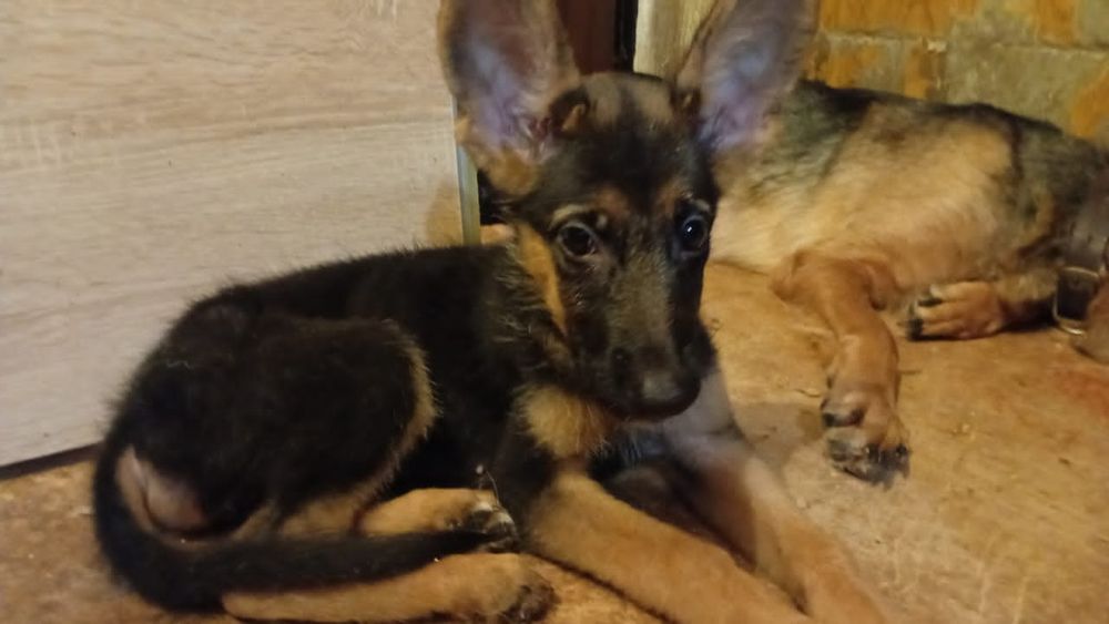 Немецкая овчарка