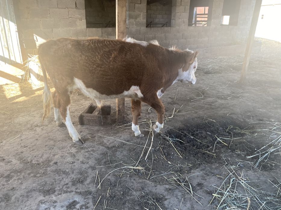 бір жасар буқа сатылады