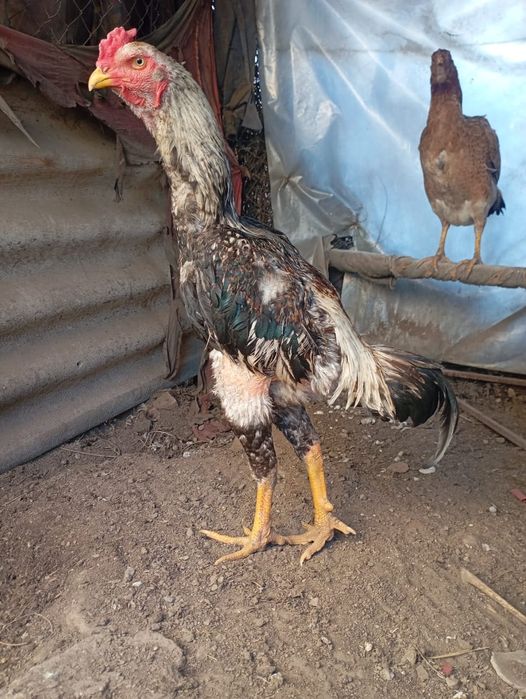 Дакан нннннннннннн