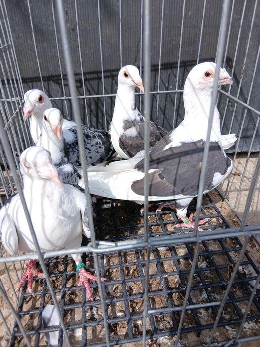 Vând porumbei diferite rase