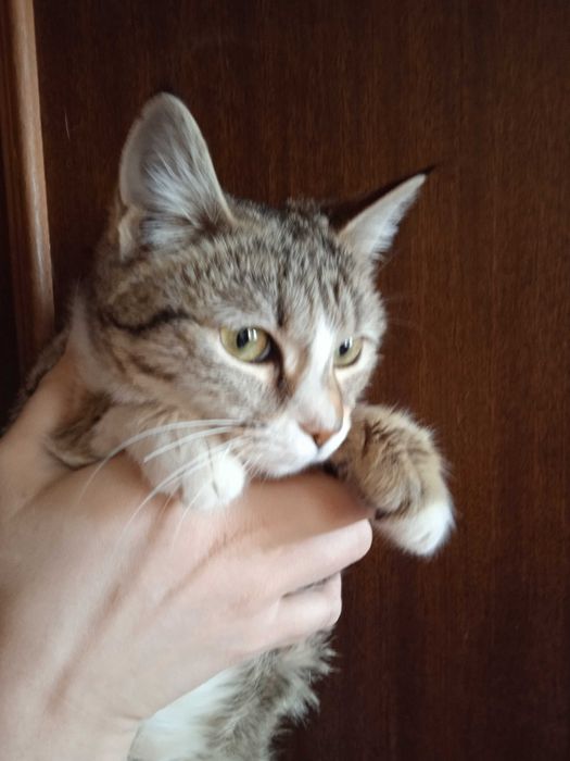 Красивая кошечка Луна - 6 месяцев.