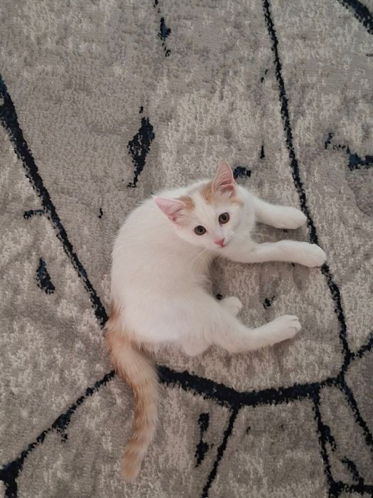 Срочно Домашняя Котенка ищет Новый Дом