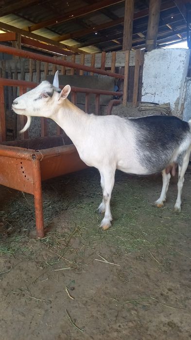 Альпиский пиакок сатылады.