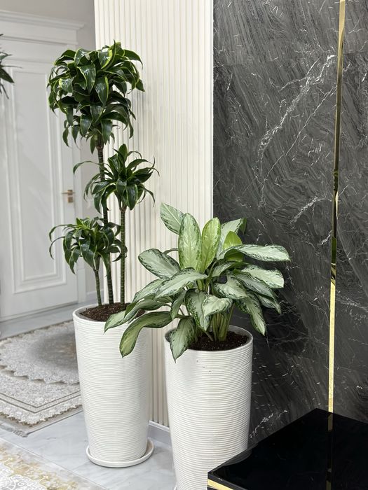 Комнатные растения с гарантией качества – скидки до 30%