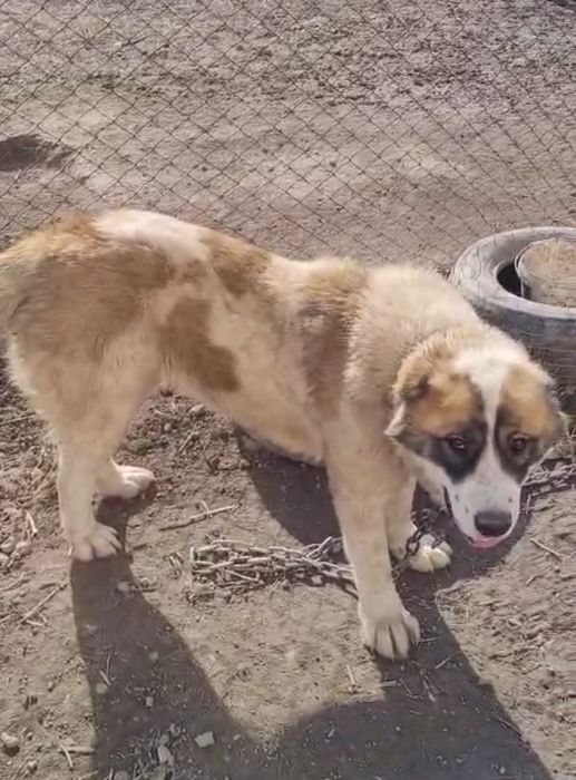 Продам девочку годовалая