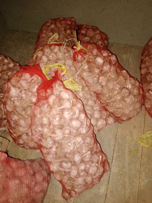 Chesnok sarimsoq sotiladi