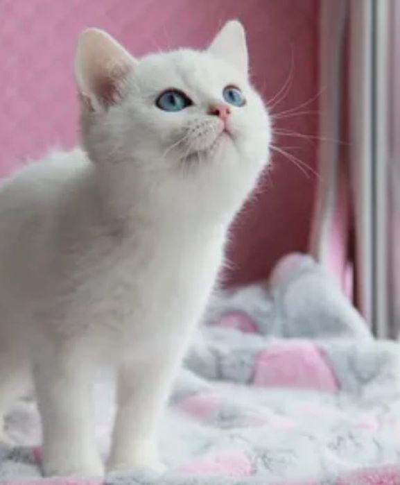 Британские шиншиллы