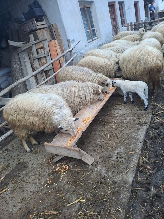 Oi și capre de vânzare