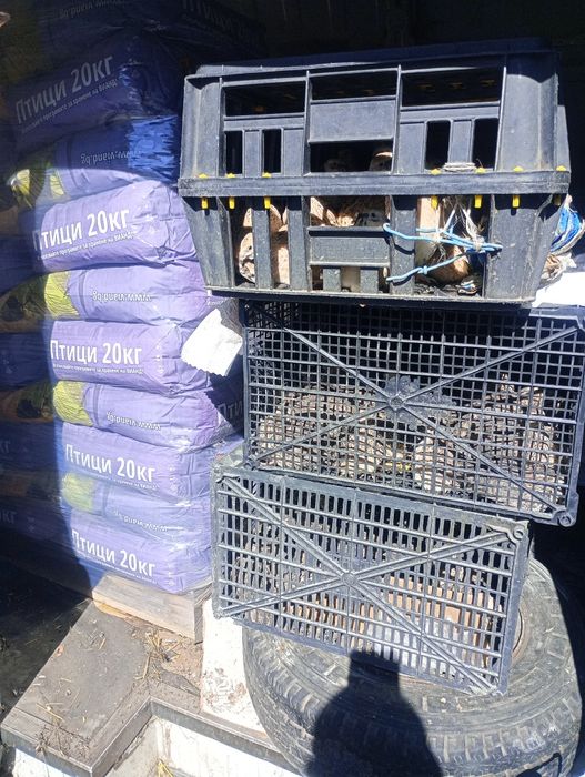 0.90€-Мъжки пъдпъдъци  .