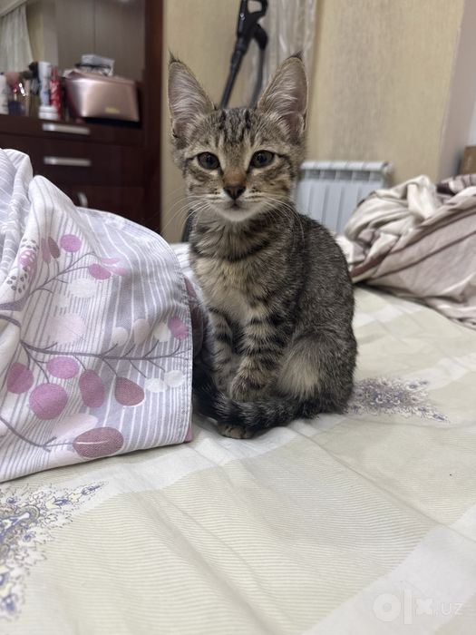 Котёнок ищет дом