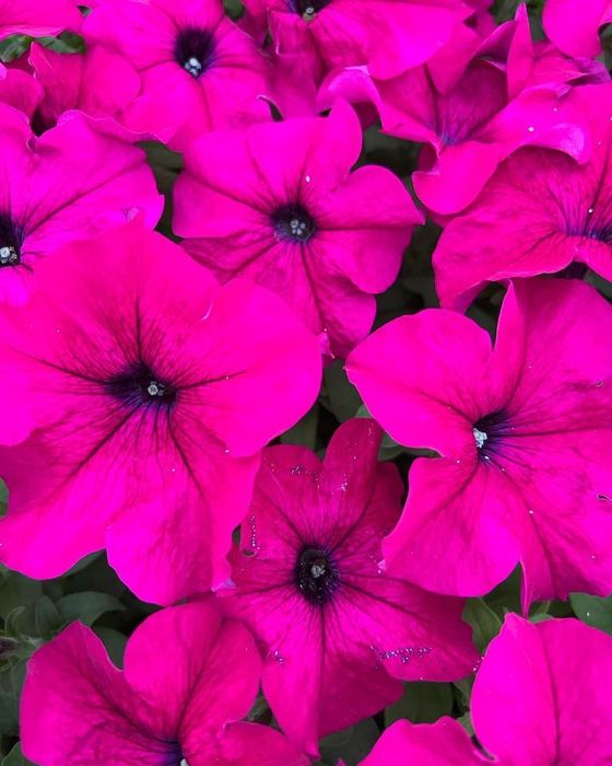 Петуния рассада цветов