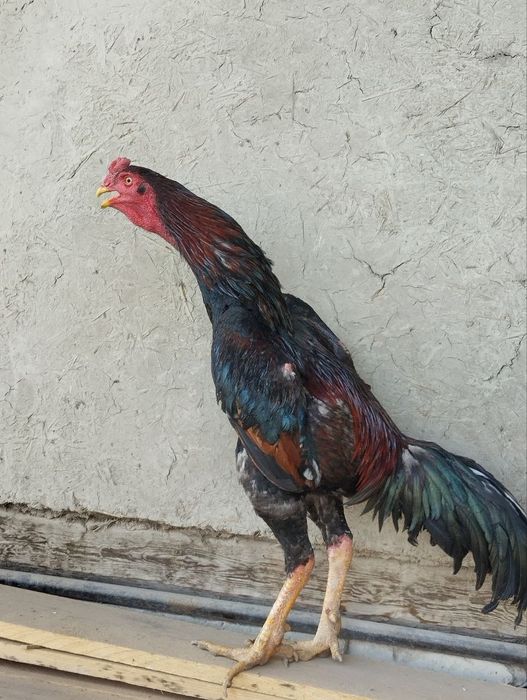 Uzun qalin xorozli qizlar