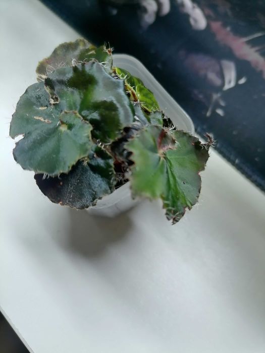 Клубень Алоказии Веном