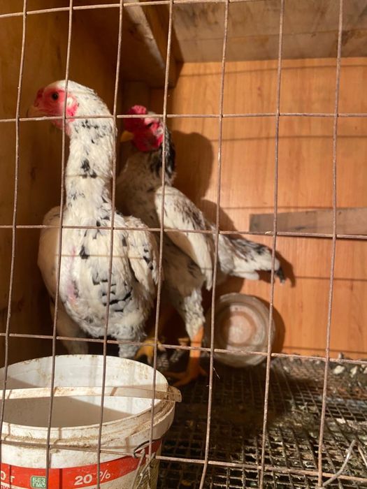 Ко Шамо, пепельный, мрамор