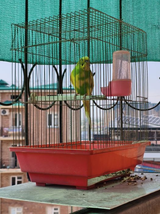 Валнистий тўти қушлар сотилади.