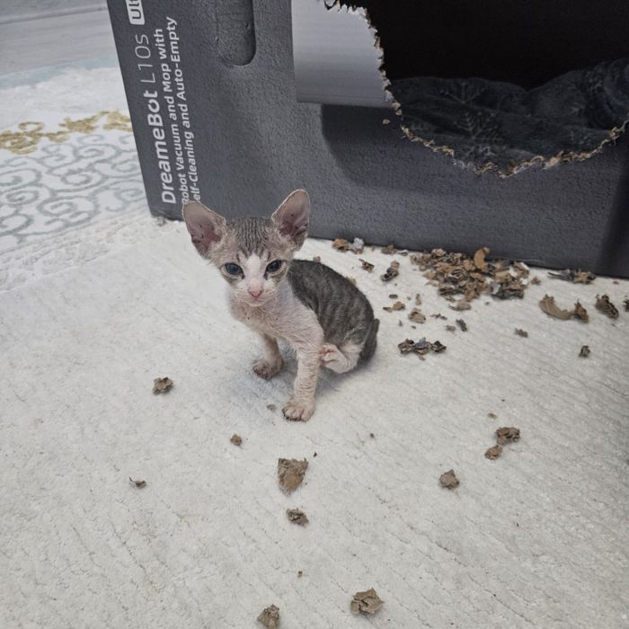 Кошка, сфинкс, котенок, кот