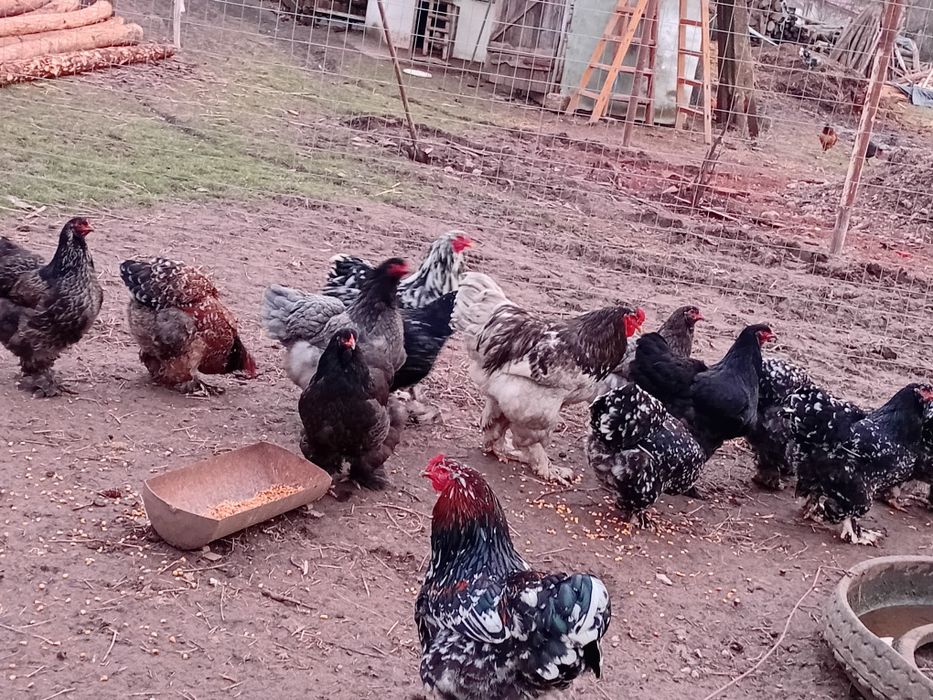 Vand Cocosi si gainii Brachma