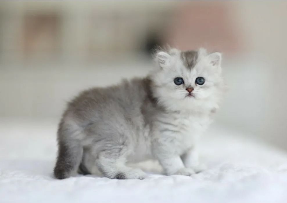 Продаются  котята шиншиллы