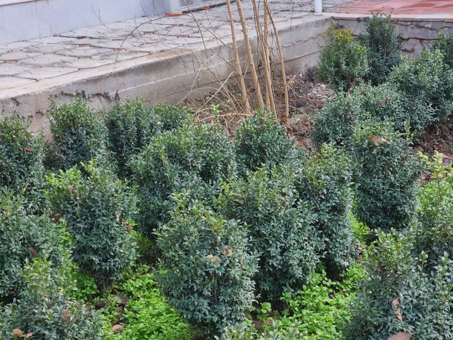 Декоративные  Светы  для дома