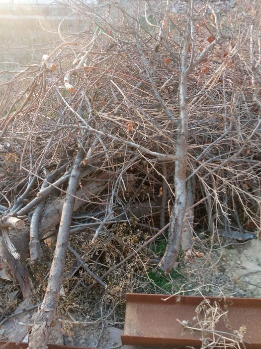 Õtin sotiladi 1moshin