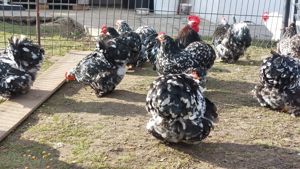 Cochinchina pitic  Ouă incubat