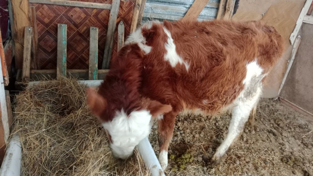 Жақсы тана сатылады