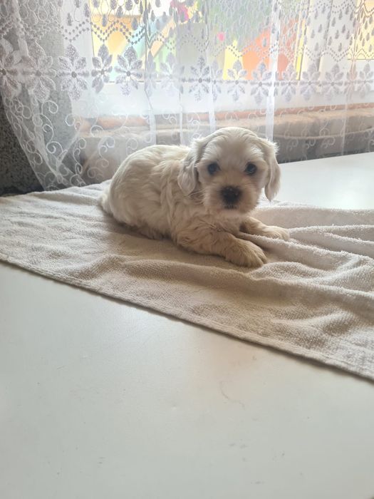 Băiețel de bichon maltez alb mini