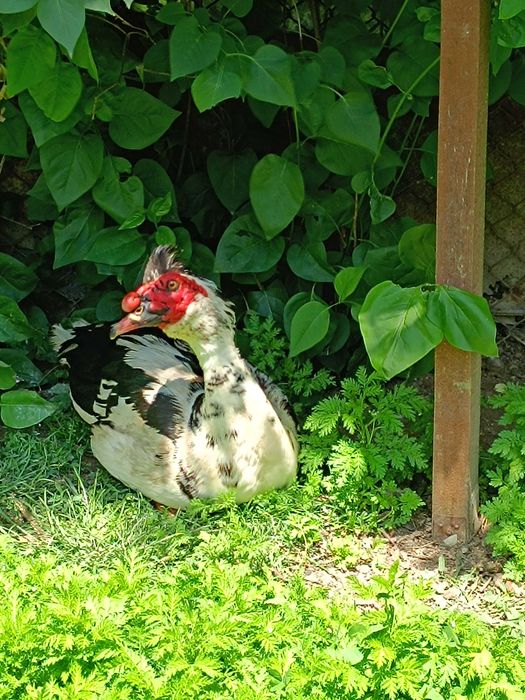 Rate leșești crescute in gradina cu porumb