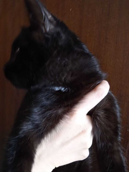 Кошка -Чернышка, 6 месяцев.