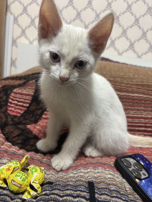 Котенок (девочка) БЕСПЛАТНО