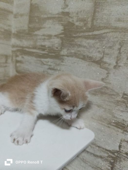 Котенок котята кошка