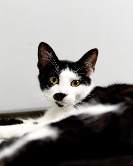 Кротката Кити на 8 месеца търси дом, кастрирана