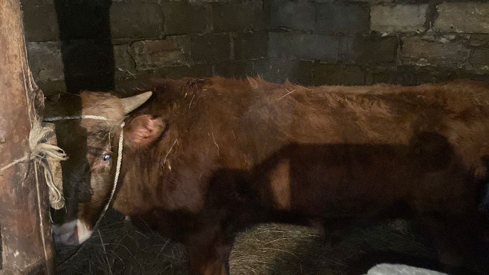 Продам бычка,  годовалого. 370к