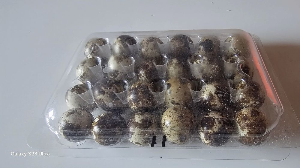Oua prepelite diferite rase.0.5 ron