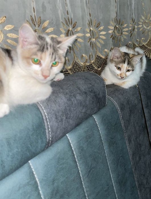 мушукчалар яхши каридавун одамлара барилади!