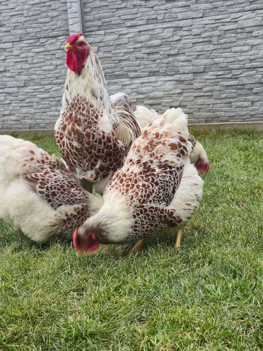 Ouă incubat rasă Wiandotte