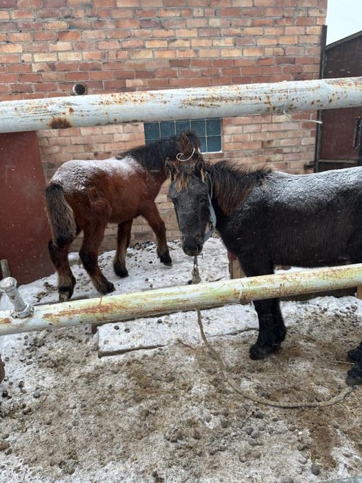 Продам 3 жеребят